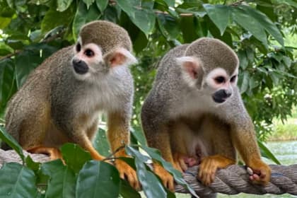 a famosa safari wonderland